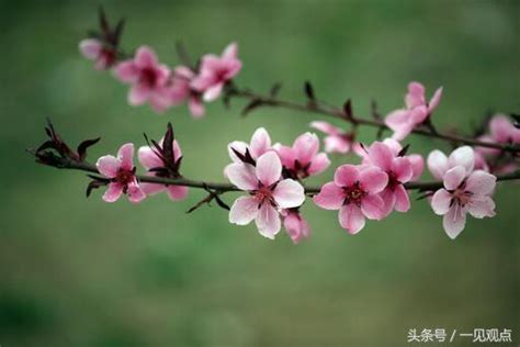 桃花擺放位置|五大「桃花位」，你真的知道在哪麼？